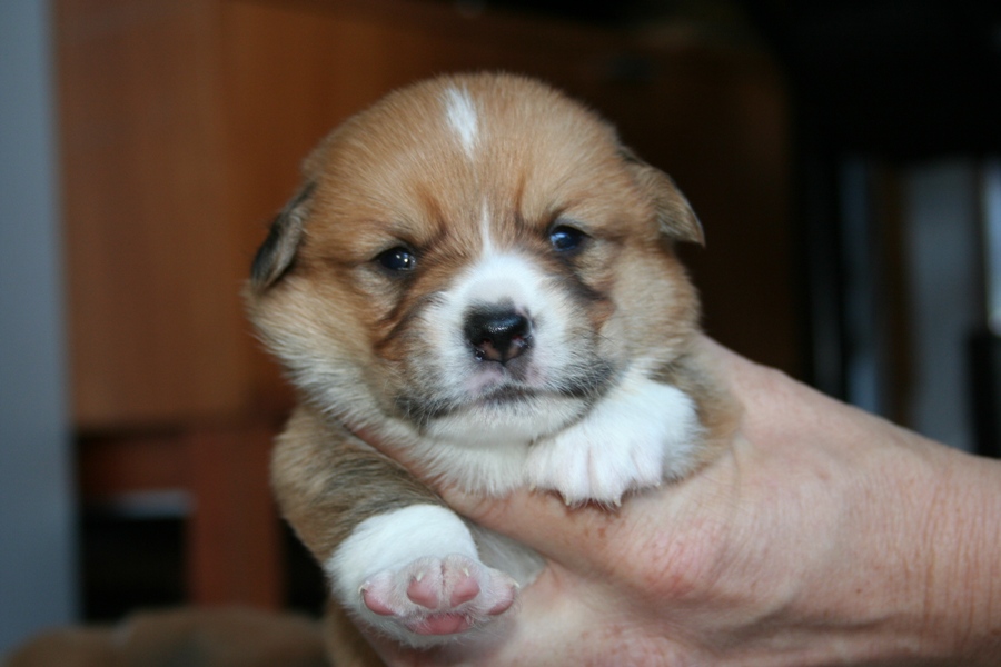Puppies